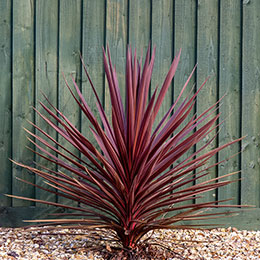 Cordyline 'Red Star'